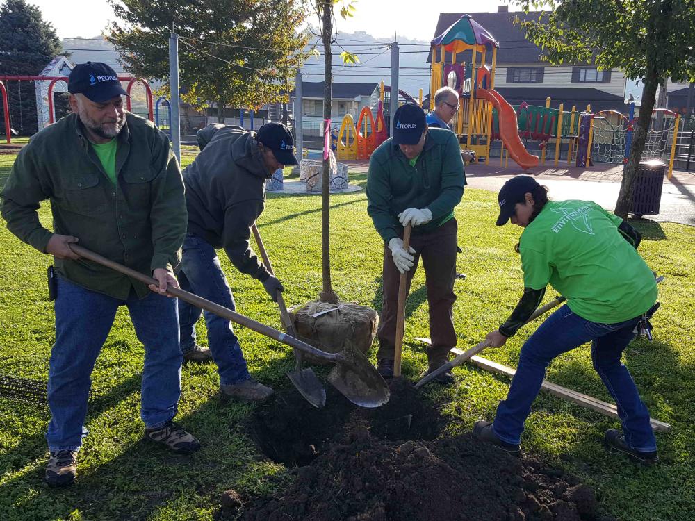 employees planting tree