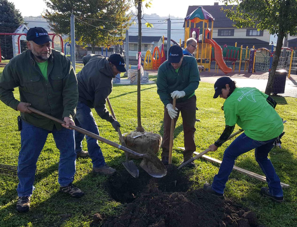 employees planting tree